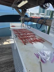 Fishing in Orange Beach, Alabama