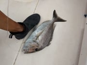 Fishing in Sarasota, Florida
