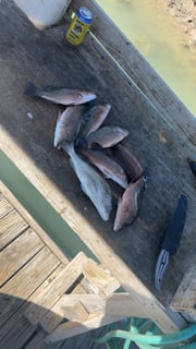 Fishing in Port Isabel, Texas