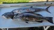 Fishing in Jacksonville, Florida
