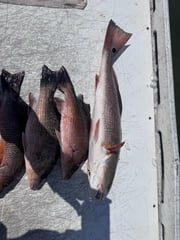 Fishing in Sarasota, Florida