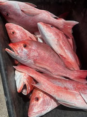 Fishing in Port O'Connor, Texas