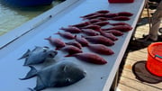 Fishing in Gulf Shores, Alabama