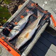Fishing in Sarasota, Florida