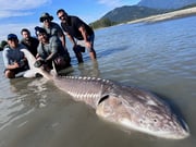 Fishing in Fraser Valley, Canada