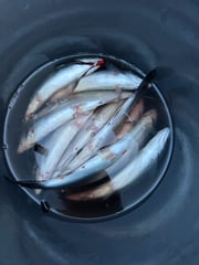 Fishing in Snohomish, Washington