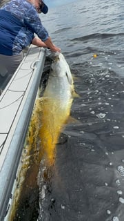 Fishing in Punta Gorda, Florida