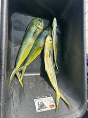 Fishing in Stuart, Florida