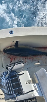 Fishing in Kailua-Kona, Hawaii