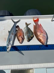 Mangrove Snapper, Mutton Snapper, Scup, Spanish Mackerel Fishing in Jupiter, Florida