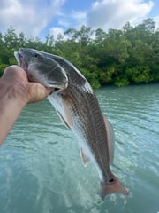 Fishing in Marco Island, Florida