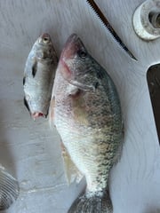 Fishing in Grenada, Mississippi