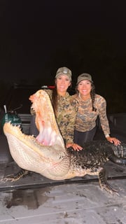 Alligator Hunting in Tampa, Florida