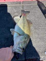Fishing in Alba, Texas
