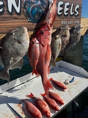 Fishing in Shalimar, Florida