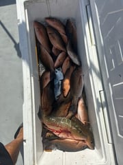 Fishing in Dania Beach, Florida