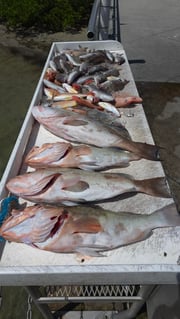 Fishing in Clearwater, Florida