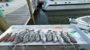 Fishing in Fort Myers Beach, Florida