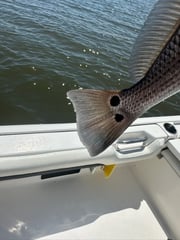 Fishing in Biloxi, Mississippi