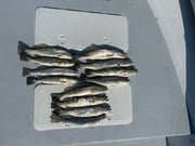 Fishing in Saint James City, Florida