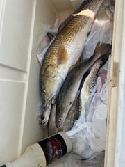 Fishing in South Padre Island, Texas