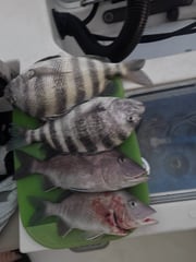 Fishing in Sarasota, Florida