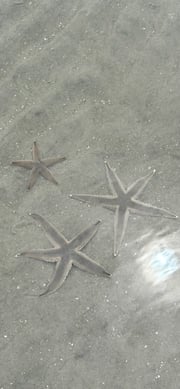Tours in Hilton Head Island, South Carolina