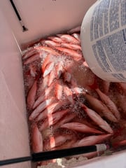 Fishing in Gulf Shores, Alabama