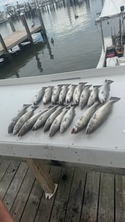 Fishing in Gulf Shores, Alabama
