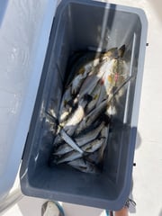 Fishing in Corpus Christi, Texas