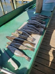 Speckled Trout / Spotted Seatrout fishing in Baytown, Texas