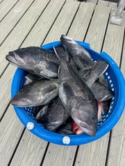 Fishing in Jacksonville, Florida