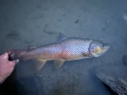 Fishing in Cody, Wyoming