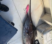 Fishing in Freeport, Texas