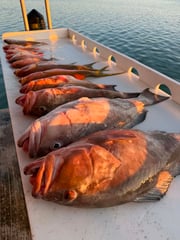 Fishing in Placida, Florida