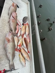 Fishing in Clearwater, Florida