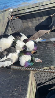 Hunting in Santa Rosa Beach, Florida