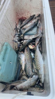 Fishing in Norfolk, Virginia