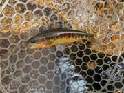 Fishing in Bishop, California