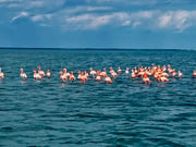 Fishing in Islamorada, Florida
