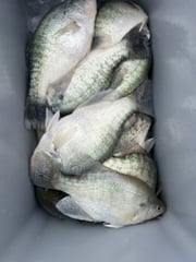 Fishing in Grenada, Mississippi