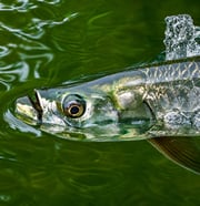 Fishing in Apalachicola, Florida