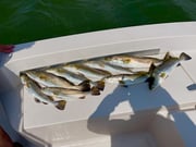 Fishing in Corpus Christi, Texas