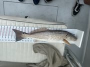 Fishing in Naples, Florida