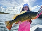 Peacock Bass Fishing in Palmetto Bay, Florida
