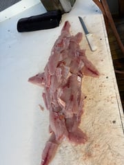 Fishing in Gulf Shores, Alabama