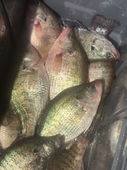 Fishing in Ridgeland, Mississippi