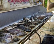 Fishing in D'Iberville, Mississippi