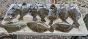 Flounder Fishing in Port Aransas, Texas