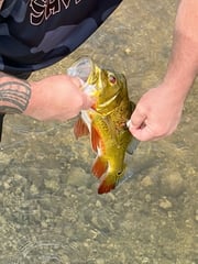 Fishing in Weston, Florida